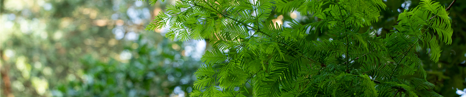 Metasequoia glyptostroboides Metasequoia glyptostroboides