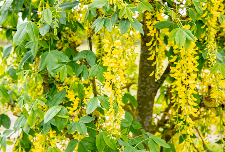 Laburnum anagyroides 'Fastigiata' Laburnum anagyroides 'Fastigiata'