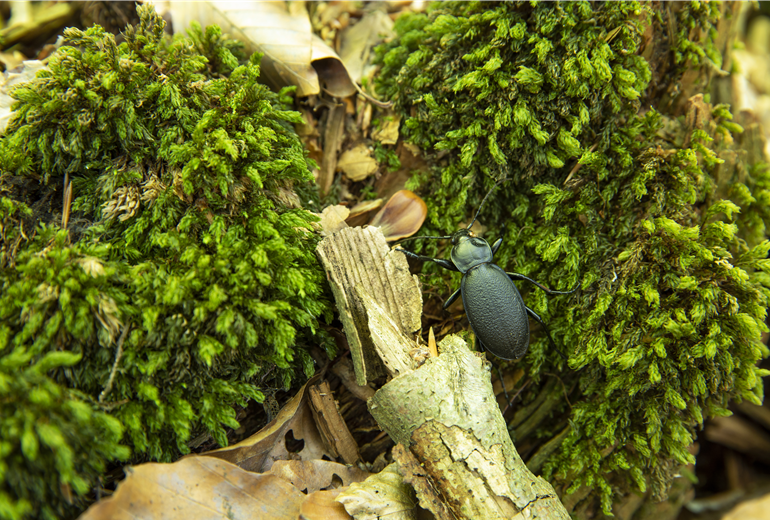 Käfer