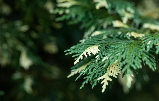Nadelgehölze kaufen und das ganze Jahr Farbe genießen Nadelgehölze kaufen und das ganze Jahr Farbe genießen