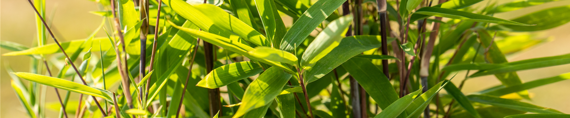 Fargesia nitida 'Black Pearl' Fargesia nitida 'Black Pearl'