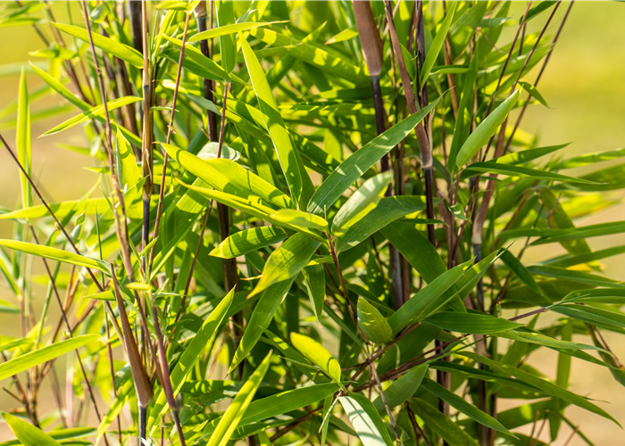 Bambus zurückschneiden und die asiatische Schönheit pflegen