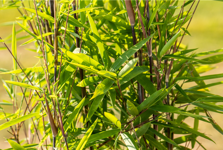 Fargesia nitida 'Black Pearl'