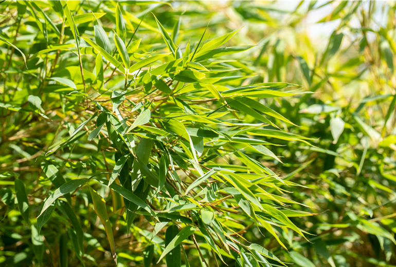 Fargesia nitida