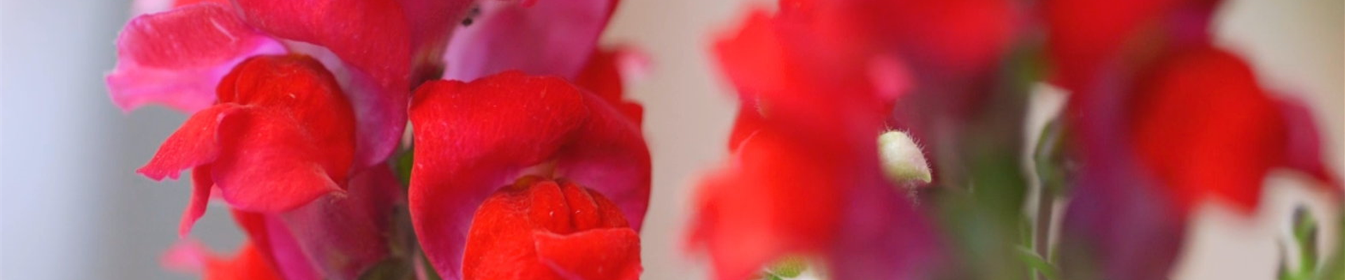 Löwenmaul - Einpflanzen im Garten (Thumbnail) Löwenmaul - Einpflanzen im Garten (Thumbnail)