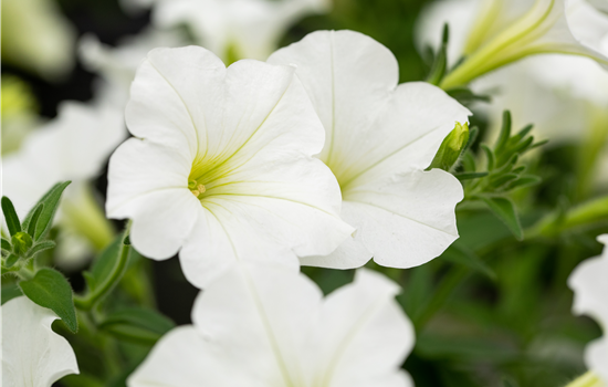 Beet und Balkon bepflanzen und bunt ins neue Gartenjahr starten Beet und Balkon bepflanzen und bunt ins neue Gartenjahr starten
