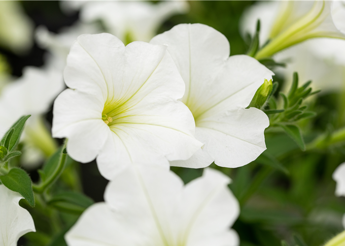 Beet und Balkon bepflanzen und bunt ins neue Gartenjahr starten