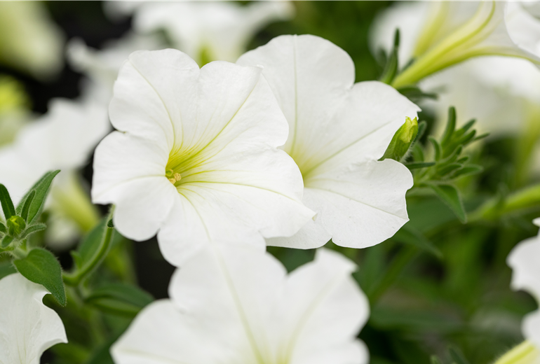 Petunia 'Bonnie White' Petunia 'Bonnie White'