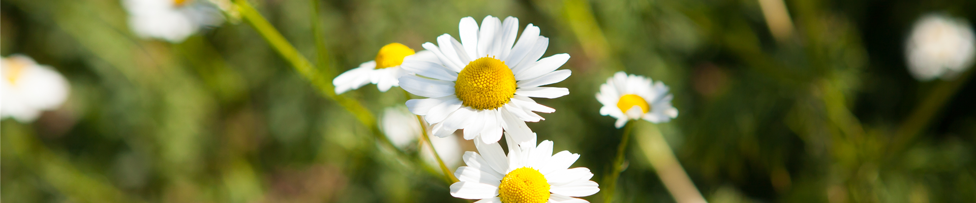 Chamaemelum Chamaemelum