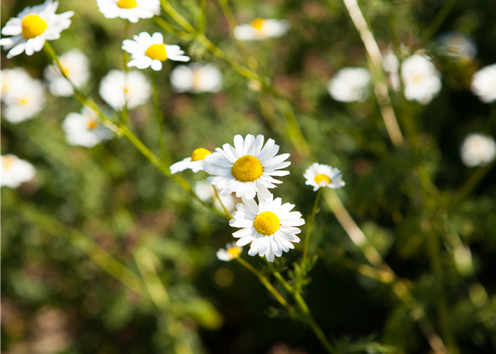 8 Pflanzen für die Gesundheit, die jeder kennen sollte
