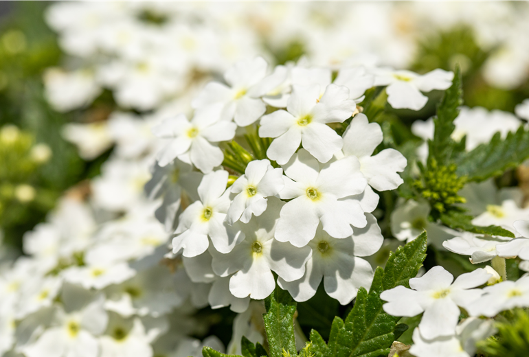 Verbena, weiß Verbena, weiß