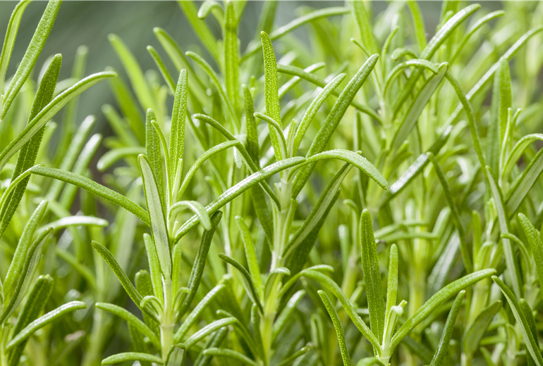 Rosmarinus officinalis Rosmarinus officinalis