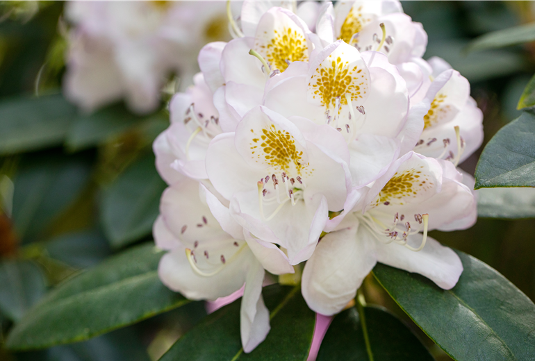 Rhododendron 'Madame Carvalho'