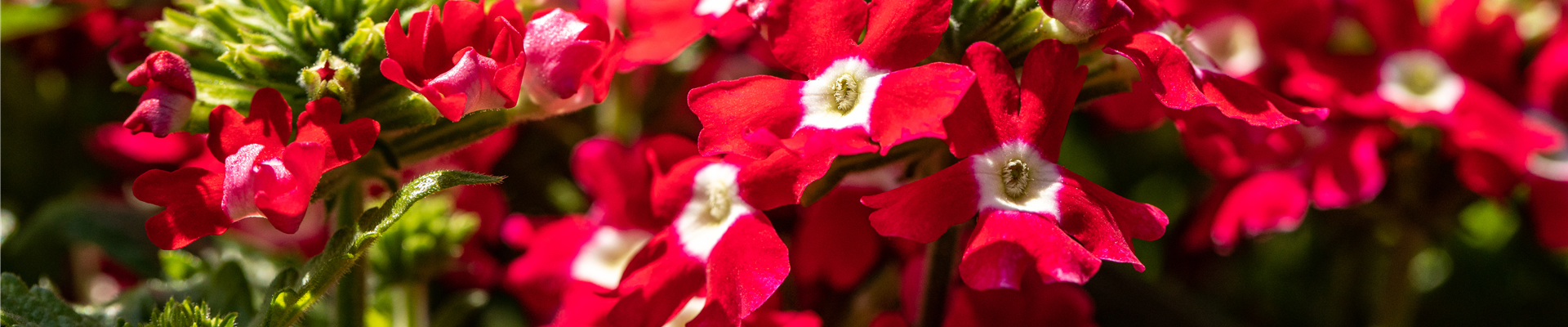 Verbena, rot Verbena, rot