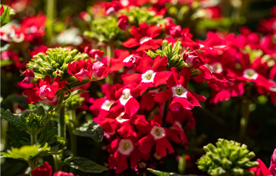 Beet und Balkon gestalten und für ein Farbenmeer sorgen Beet und Balkon gestalten und für ein Farbenmeer sorgen