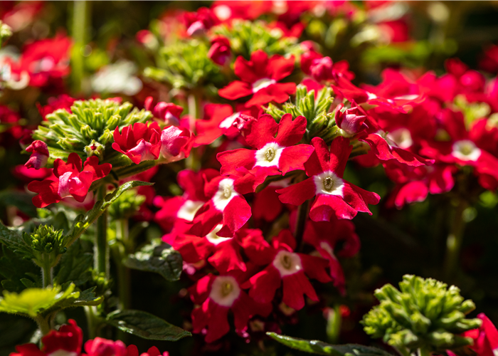 Beet und Balkon gestalten und für ein Farbenmeer sorgen