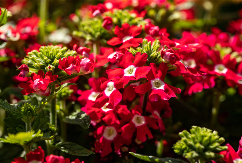 Verbena, rot Verbena, rot