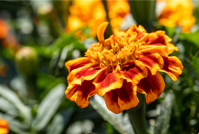 Tagetes patula, orange-rot Tagetes patula, orange-rot