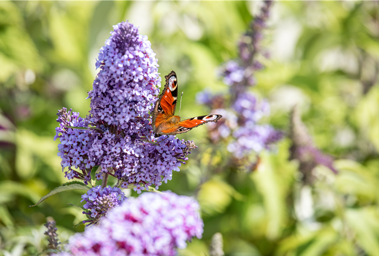 Tagpfauenauge am Sommerflieder Tagpfauenauge am Sommerflieder