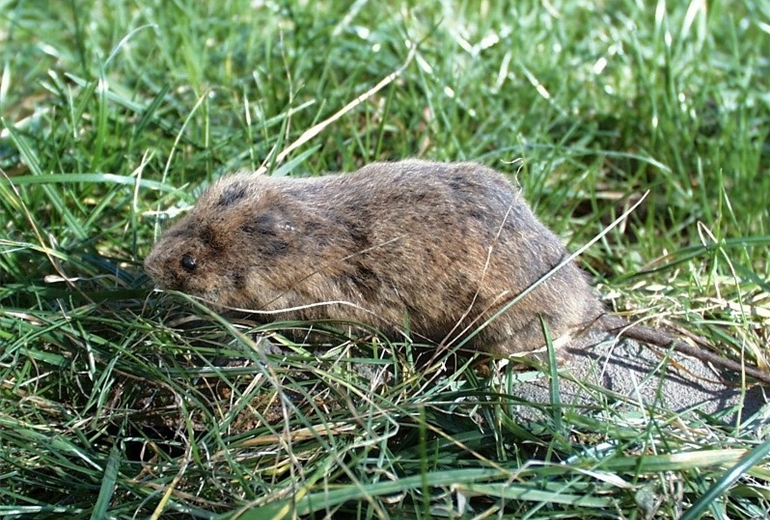 Wühlmaus