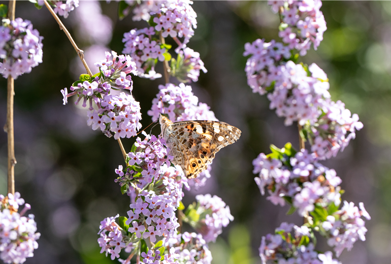 Buddleja alternifolia Buddleja alternifolia