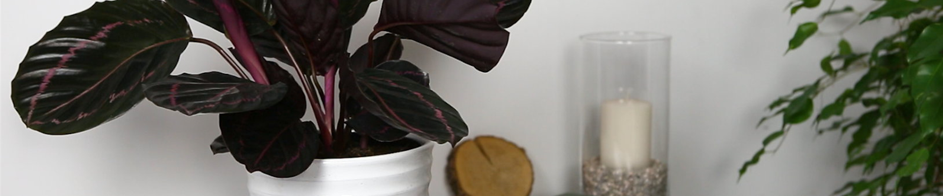 Korbmarante - Einpflanzen in ein Gefäß (Thumbnail) Korbmarante - Einpflanzen in ein Gefäß (Thumbnail)