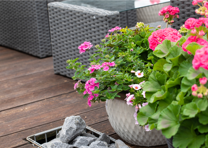 Beet- und Balkonpflanzen – Die schönsten Kandidaten Beet- und Balkonpflanzen – Die schönsten Kandidaten