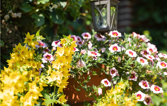 Beet- und Balkonpflanzen kaufen ist immer eine gute Idee Beet- und Balkonpflanzen kaufen ist immer eine gute Idee