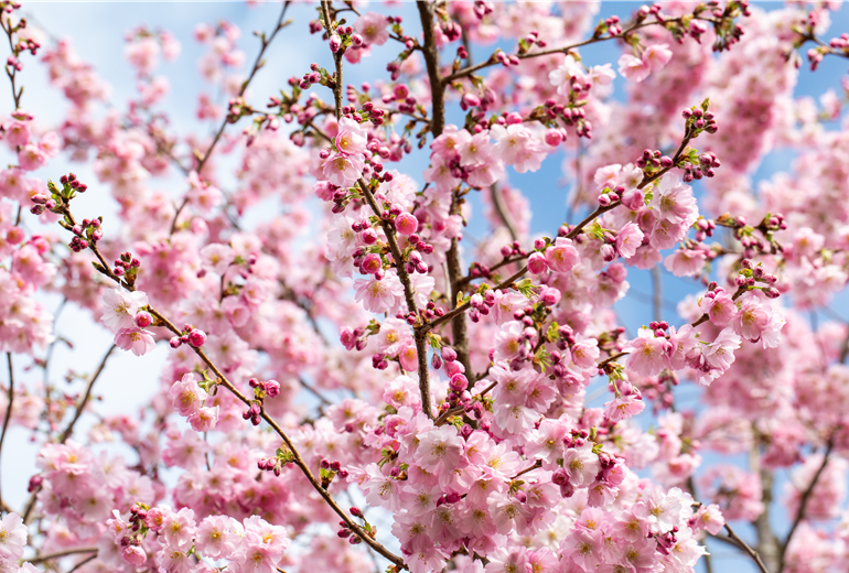 Prunus subhirtella 'Accolade' Prunus subhirtella 'Accolade'