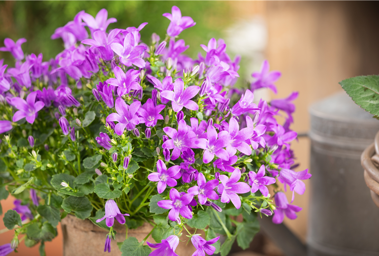 Campanula portenschlagiana 'Royal'