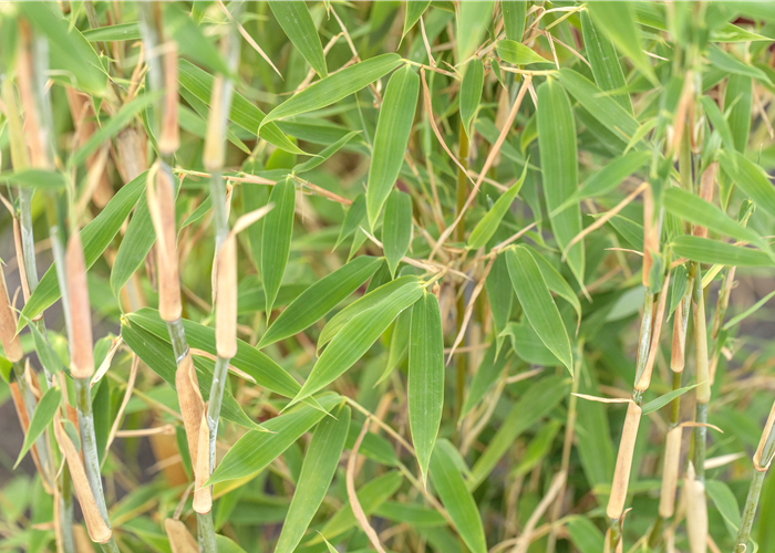 Begleitpflanzen für Bambus, die ihn in Szene setzen Begleitpflanzen für Bambus, die ihn in Szene setzen