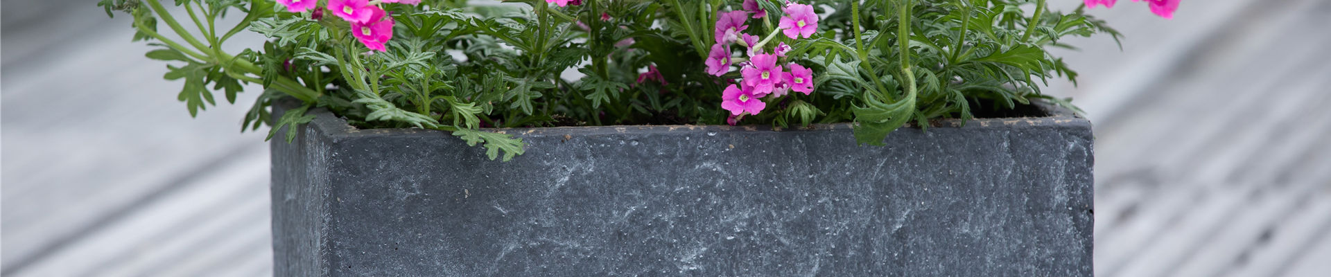 Verbena, pink Verbena, pink