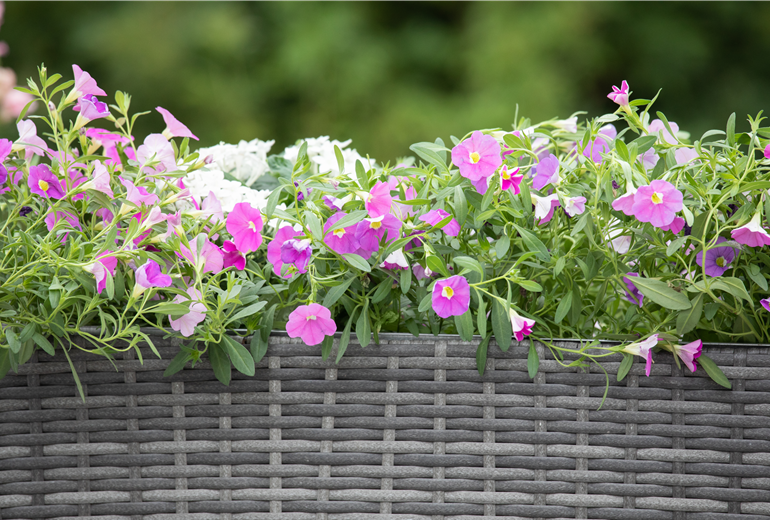 Calibrachoa, rosa