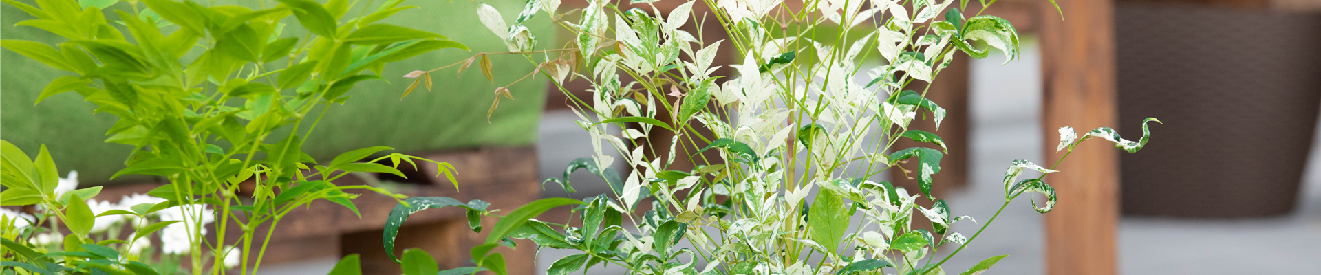 Nandina domestica 'Twilight' Nandina domestica 'Twilight'