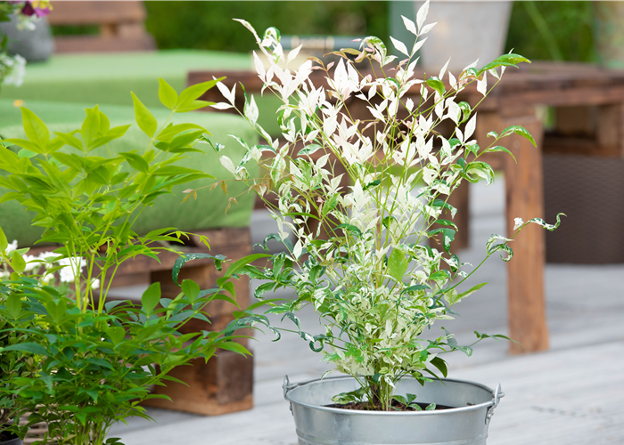 Bambus pflegen und Garten und Balkon verschönern Bambus pflegen und Garten und Balkon verschönern