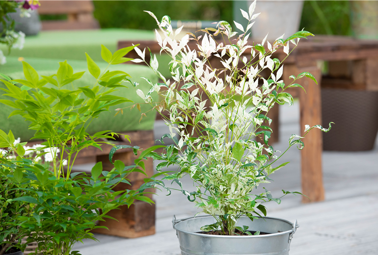 Nandina domestica 'Twilight'