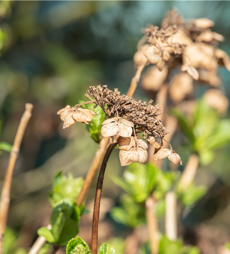 Hortensien schneiden ist gar nicht so einfach – oder doch?