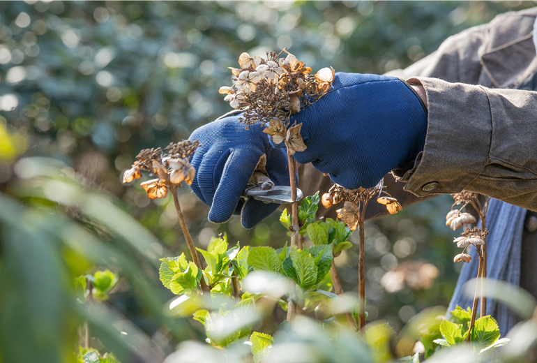 Hortensienschnitt Hortensienschnitt