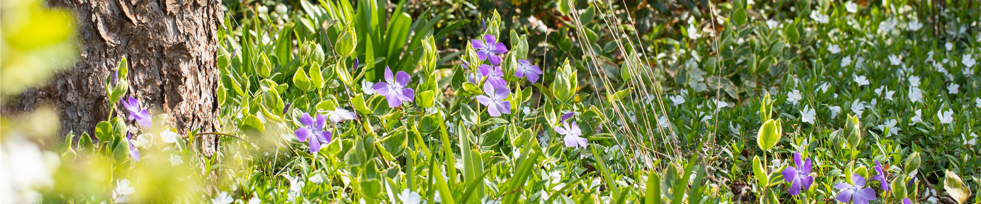 Vinca Vinca