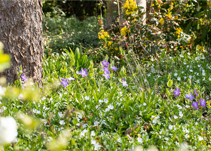 Bodendecker als grüner und blühender Gartenteppich