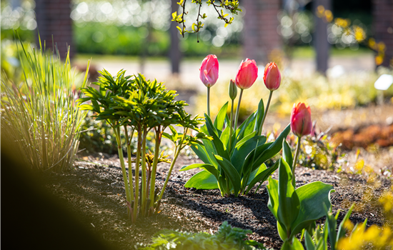 Die 9 schönsten Frühblüher für Frühlingsgefühle Die 9 schönsten Frühblüher für Frühlingsgefühle