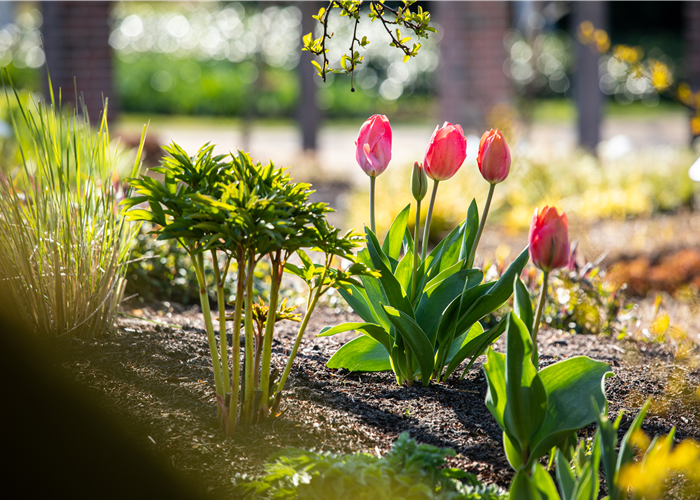 Die 9 schönsten Frühblüher für Frühlingsgefühle