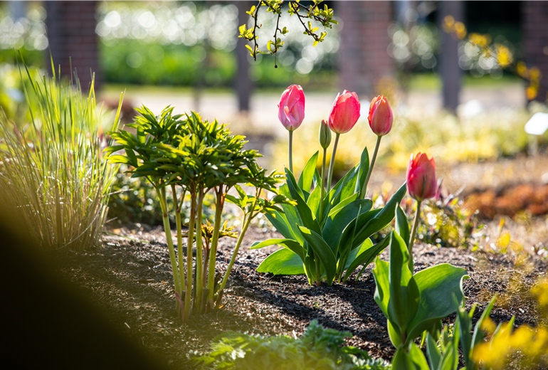 Tulipa, rosa Tulipa, rosa