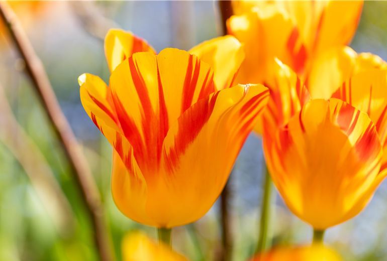 Tulipa, gelb-rot Tulipa, gelb-rot