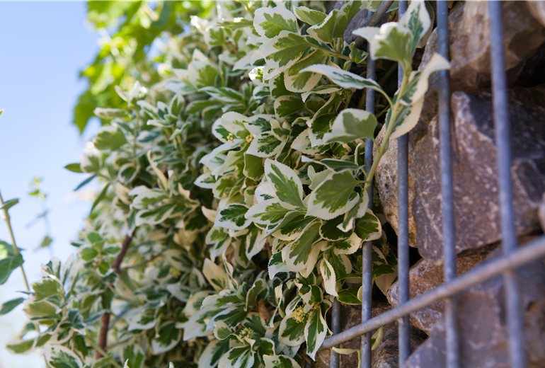Euonymus fortunei 'Emerald Gaiety'