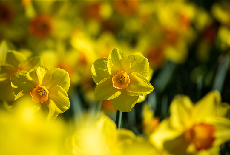 Narcissus, großkronig Narcissus, großkronig