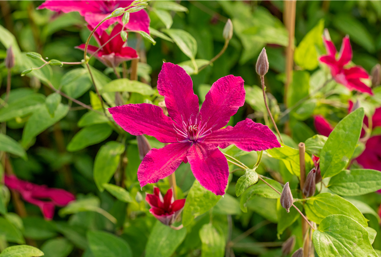 Clematis 'Rüütel' Clematis 'Rüütel'