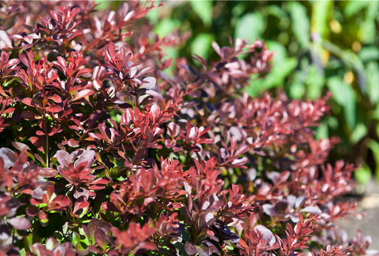 Berberis thunbergii 'Atropurpurea Nana'