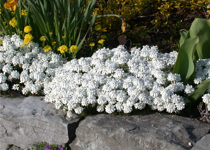 Bodendecker pflanzen und den Garten begrünen