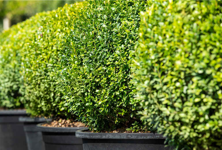 Buxus sempervirens var. arborescens, Kugel